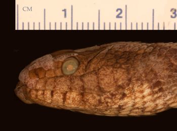Media type: image;   Herpetology R-21